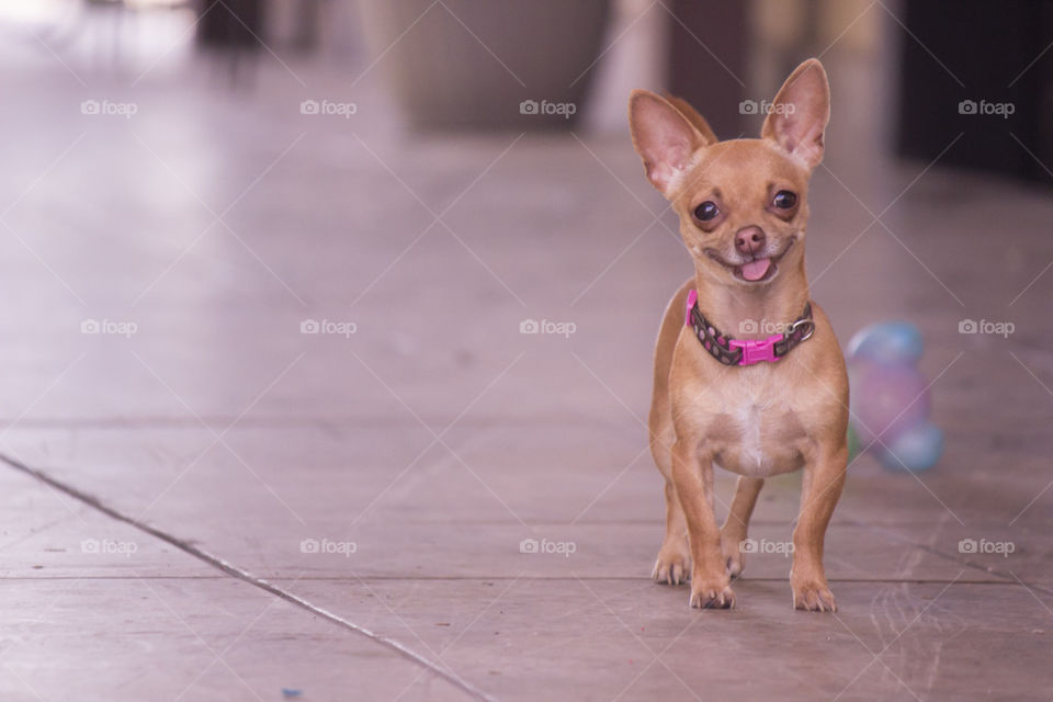 smiling chihuahua dog