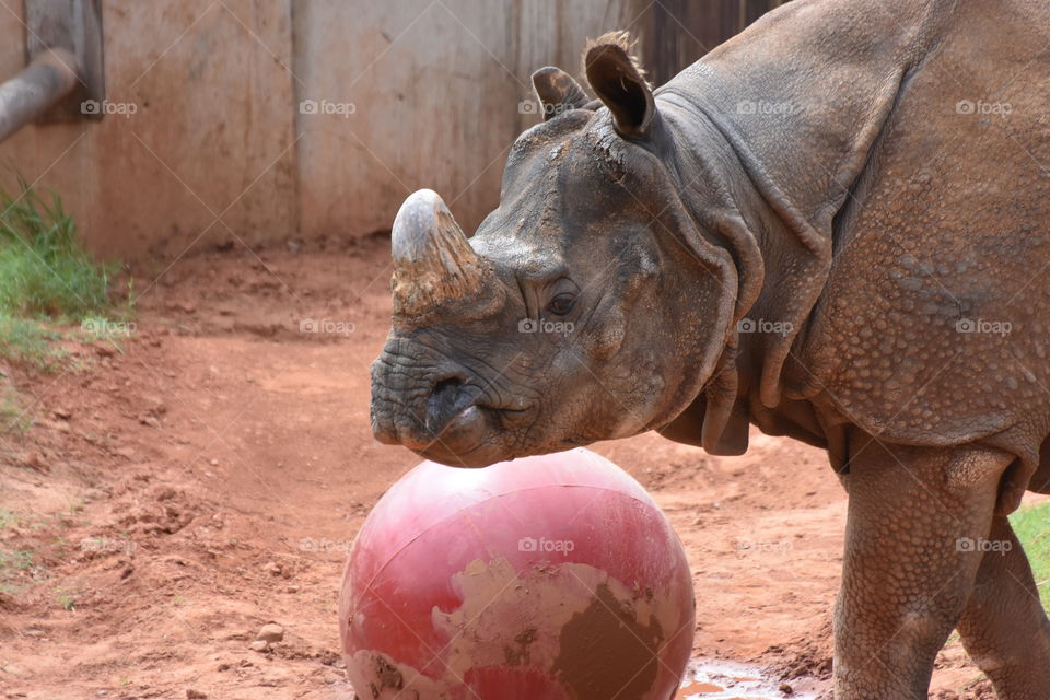 Rhino at Play