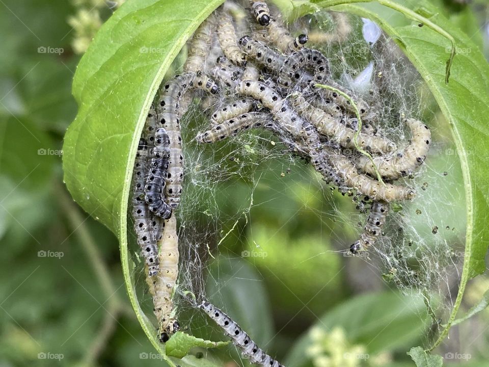 A group of caterpillars in a tree