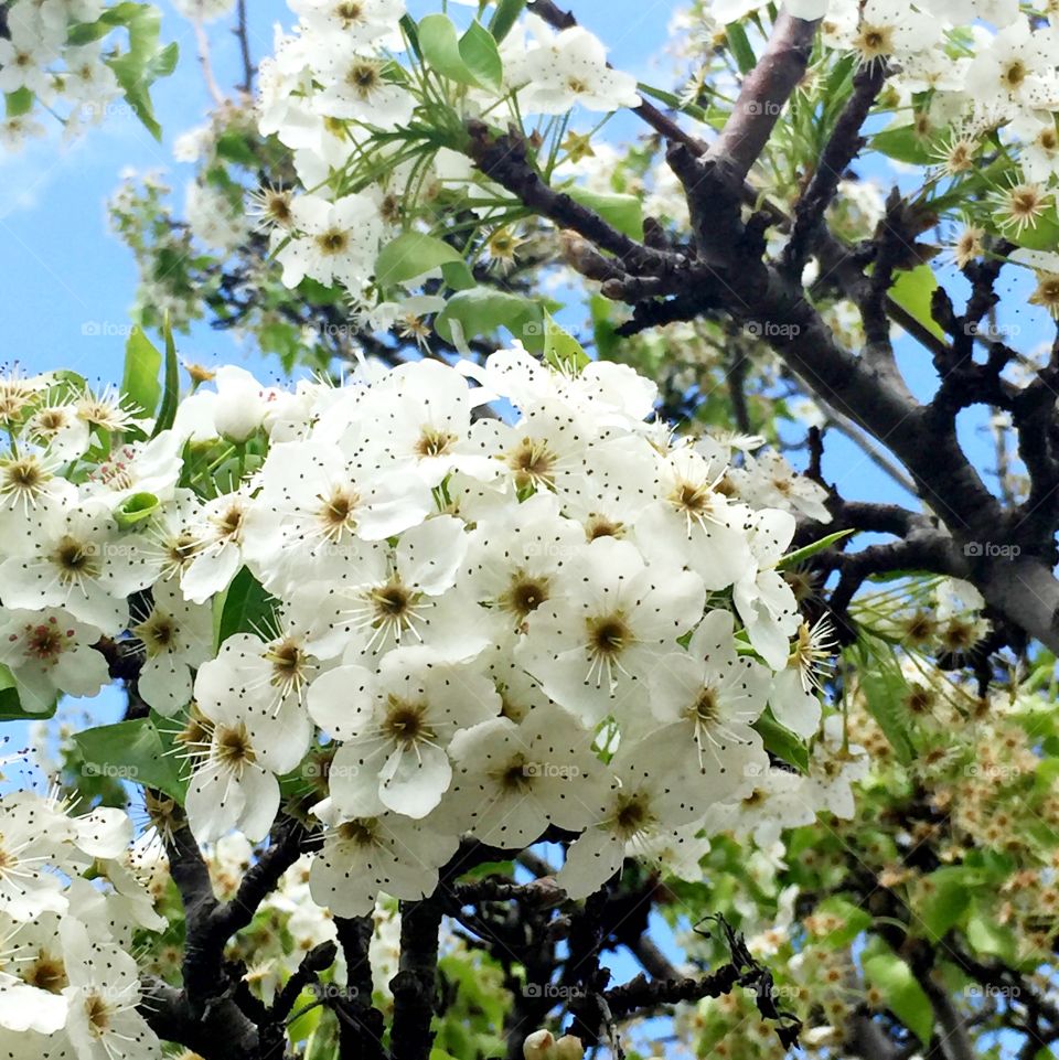 Callery pear III