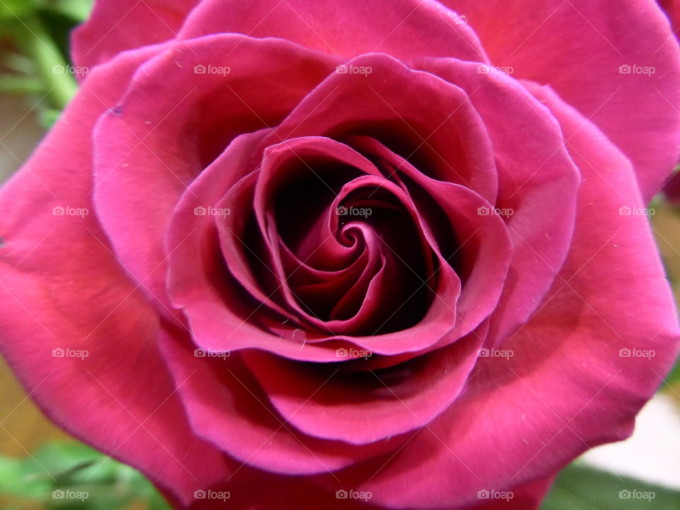 rose beauty