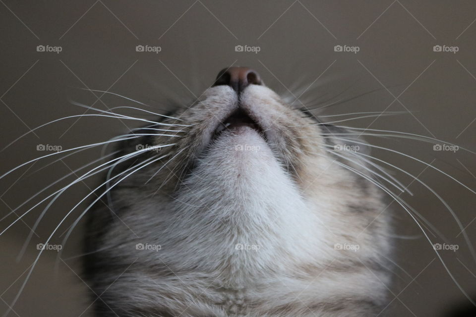 A photo of the cat taken from below
