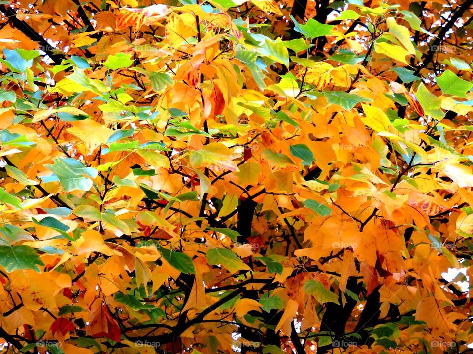 autumn foliage