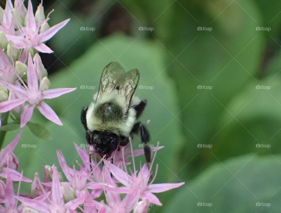 Beautiful bumblebee on Sedum