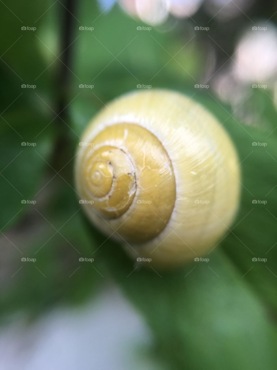 Close up of snail on a leaf