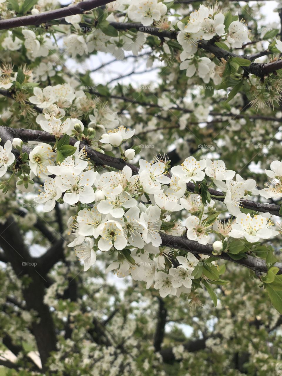 Time of the white cherry trees