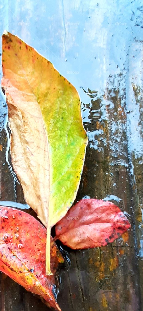 after a heavy rain orange red yellow green leaves on rain soaked decking board give way to a reflecting water color backgroun