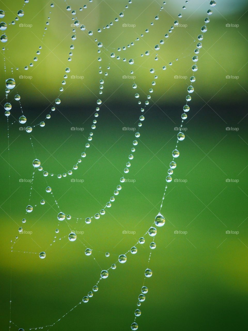 Water drop on spider web