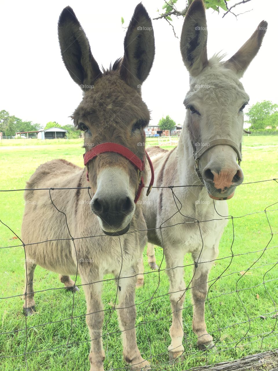 Donkey love. Our newest critters, Rose and Cricket. 