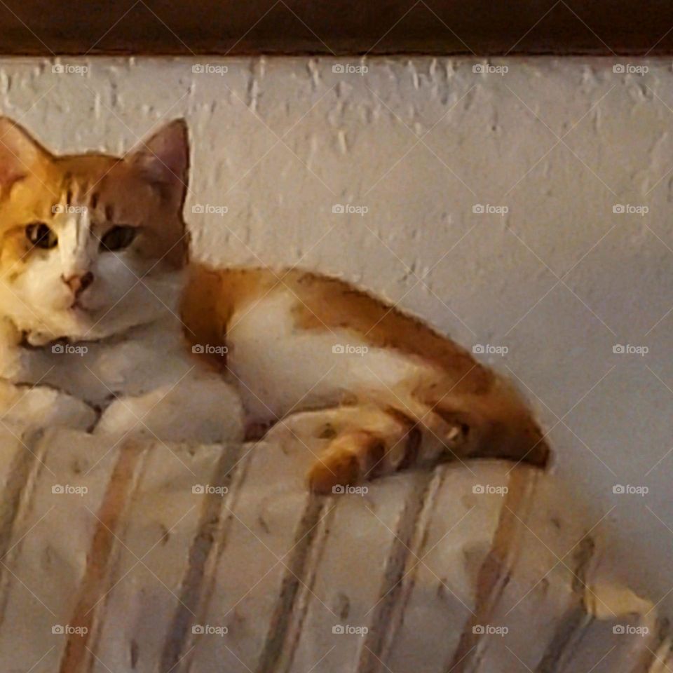 hi there I'm being productive lying on the back of my recliner watching the snow fall.