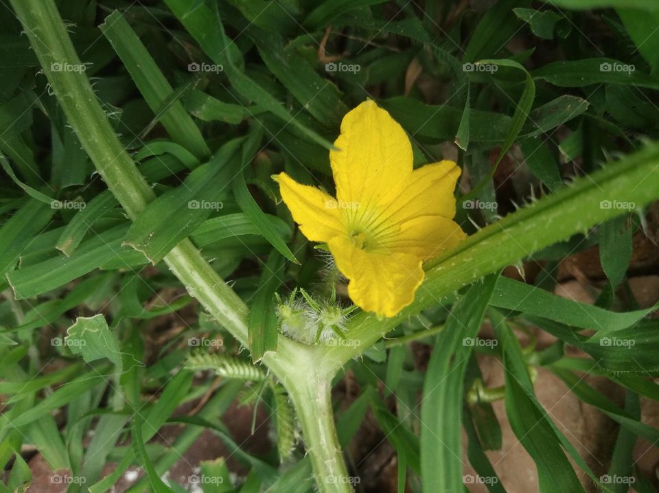 yellow flower seasonal fresh shurb small size looks very beautiful generally found everywhere