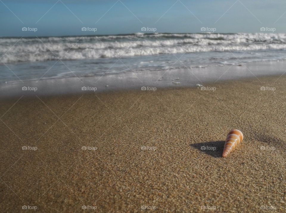 She'll on the beech. . There are a lot of those shells laying on sand in Vietnam beeches. It gives you a feeling of exotic country. 