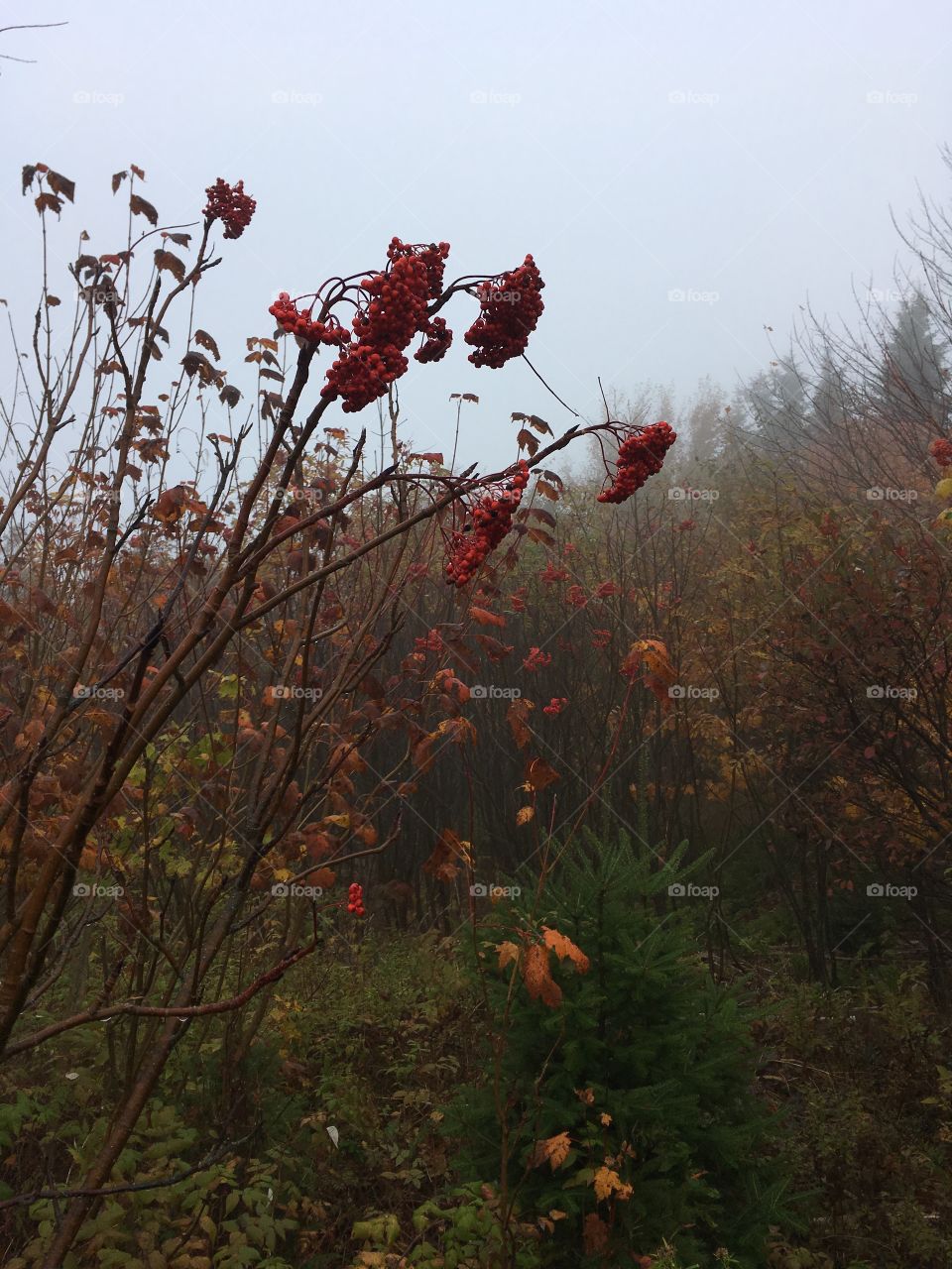 Fall foliage in the woods on a foggy morning. 