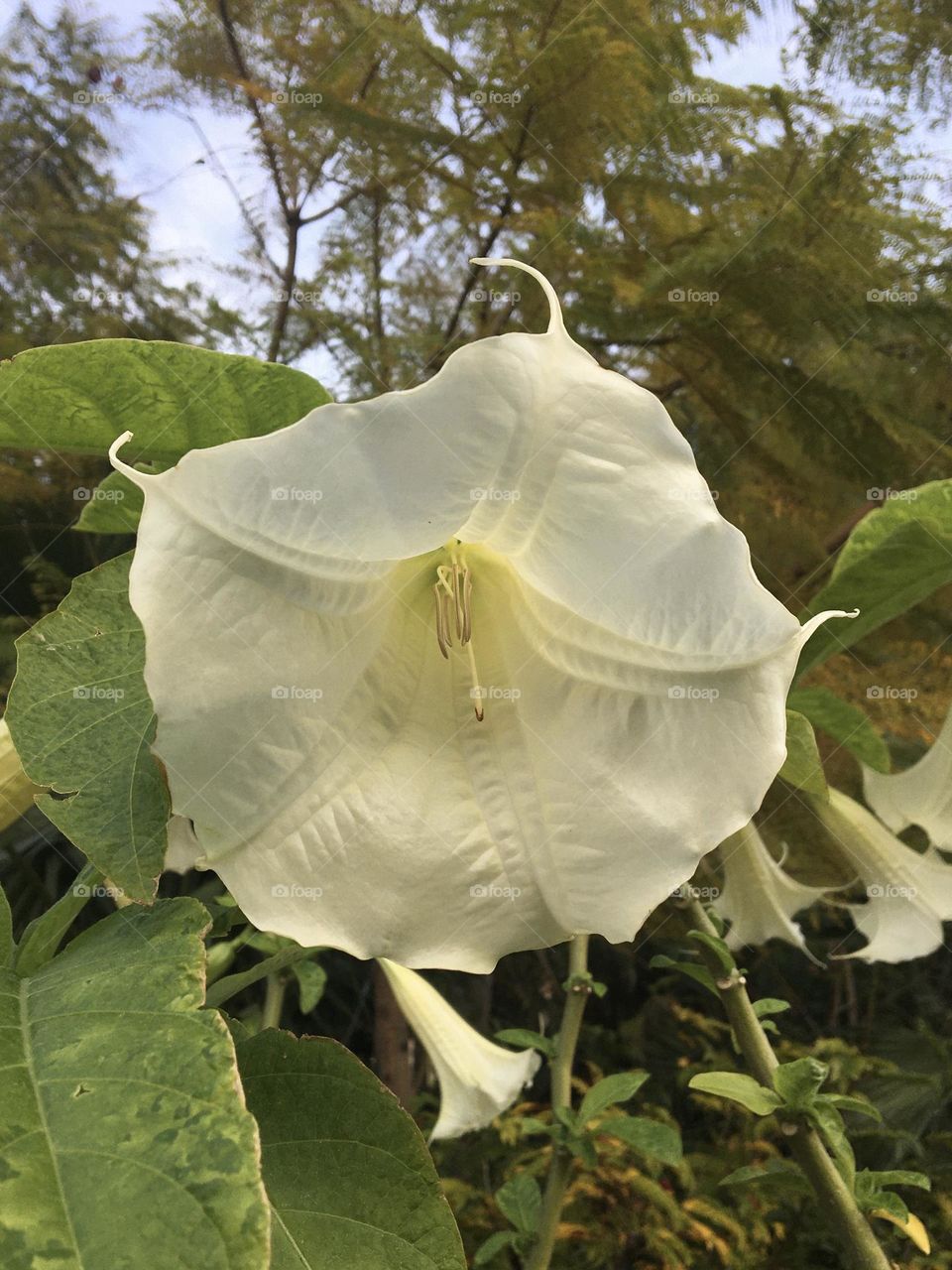 White datura flower