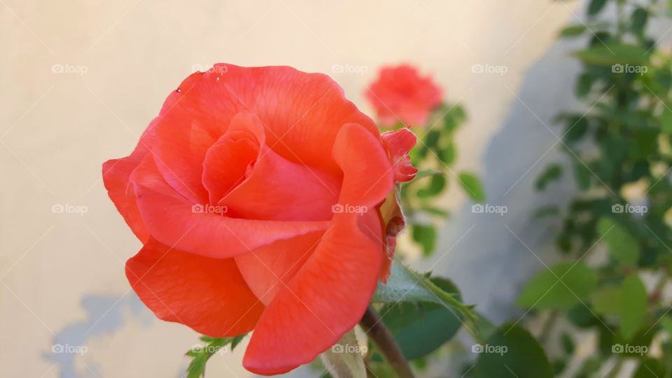 Pink rose