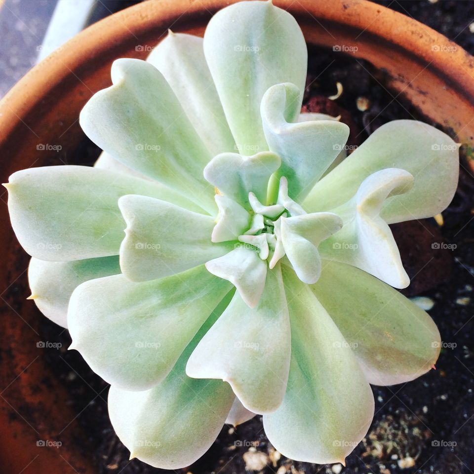 The art of a succulent 