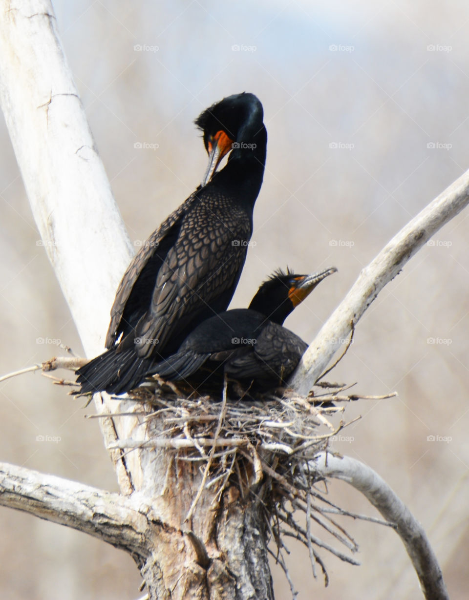 Cormorant couple 