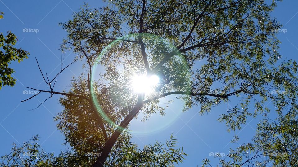 Solar glare ring around tree. The solar glare shines behind a tree with a beautiful blue sky