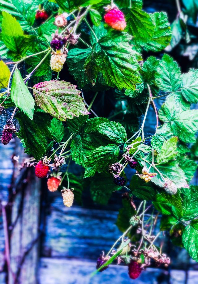 leaves 