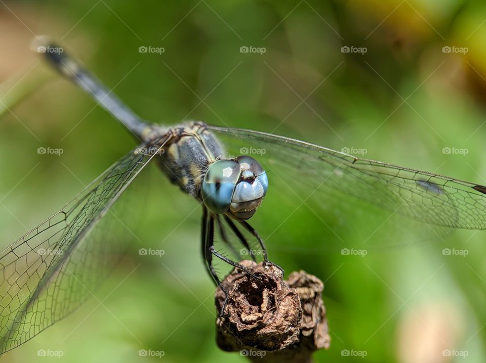 Dragonfly