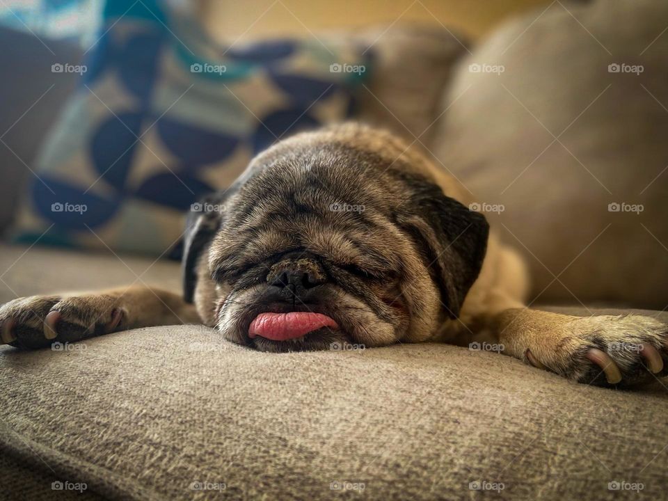 A handsome pug and his exhausted mug