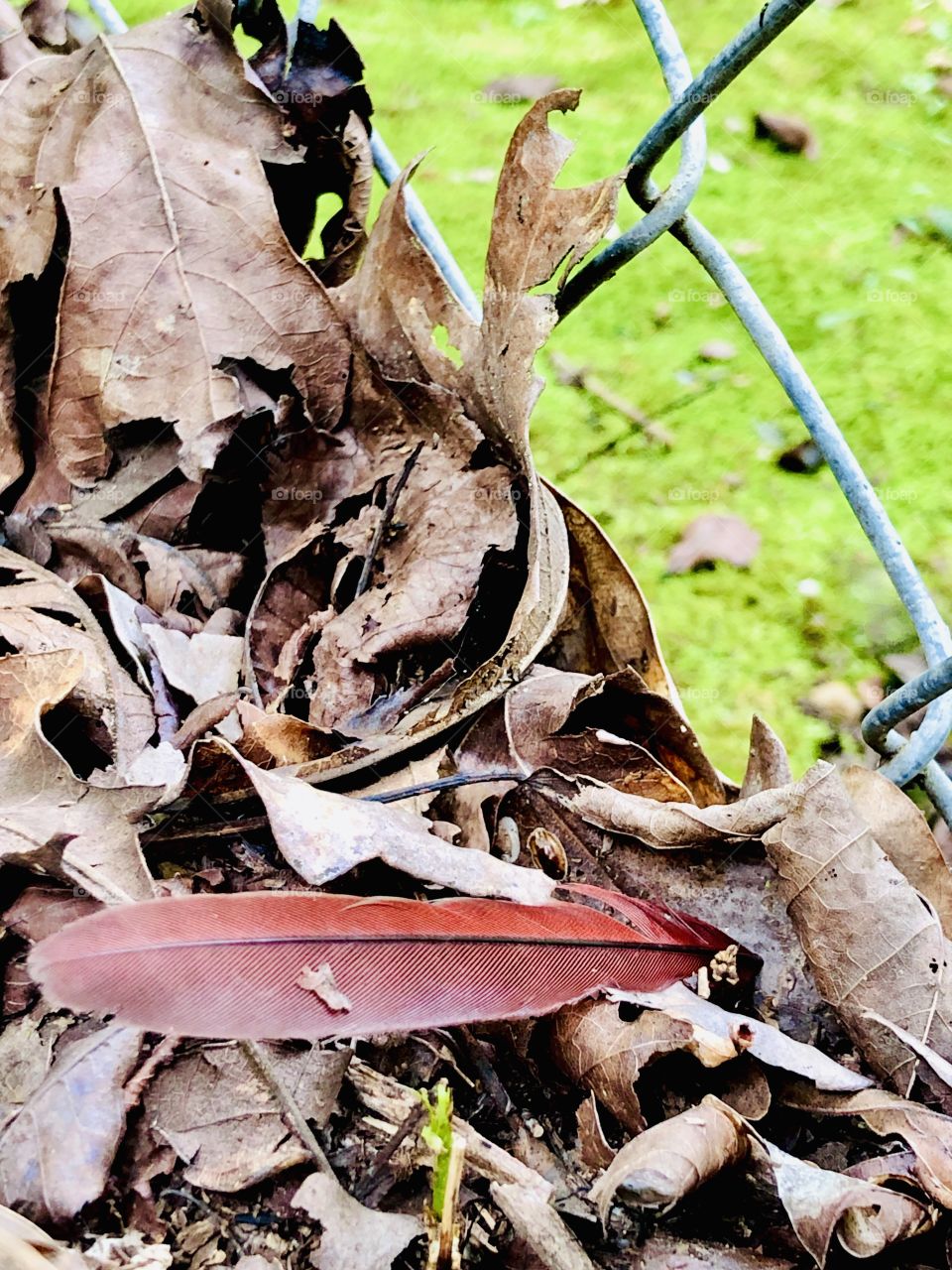 Northern cardinal tail feather in dead leaves against metal fence 