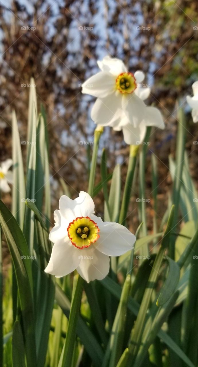 Beautiful Daffodils