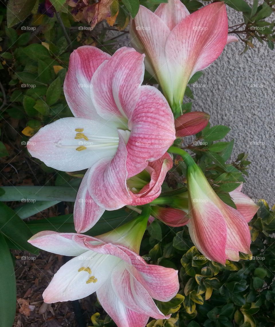 Amaryllis