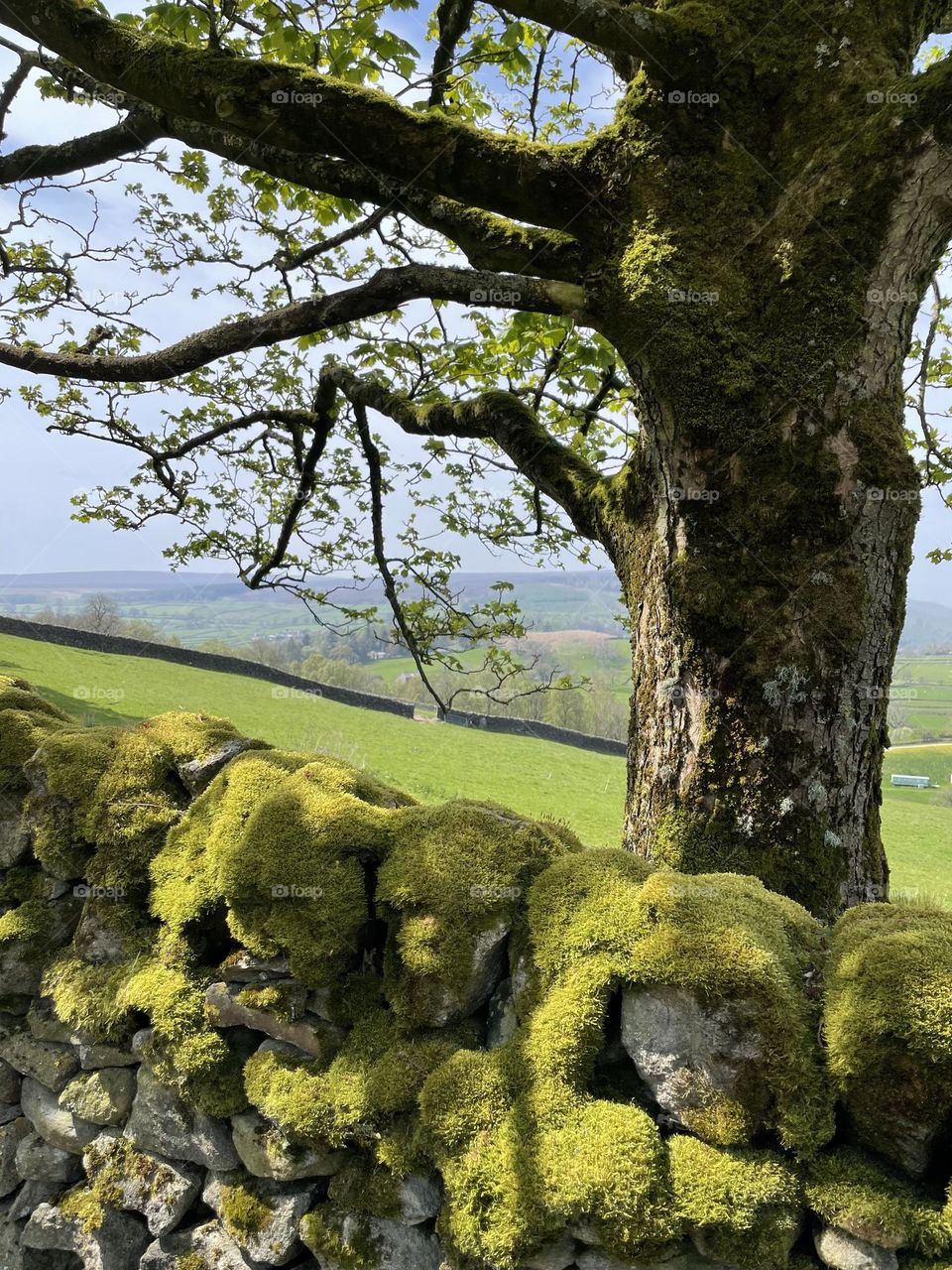 Yorkshire views … moss covered dry stone walls 