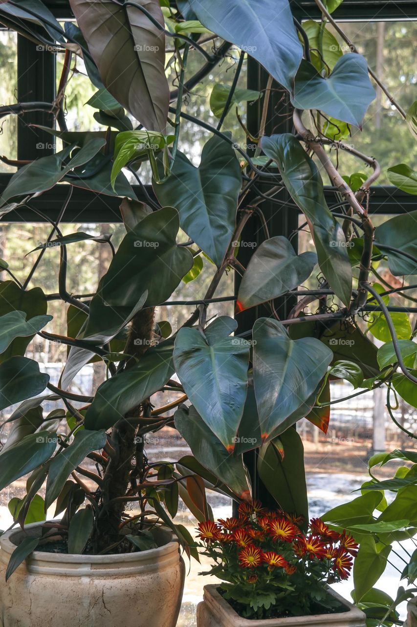 Pots with philodendron and chrysanthemums on the window