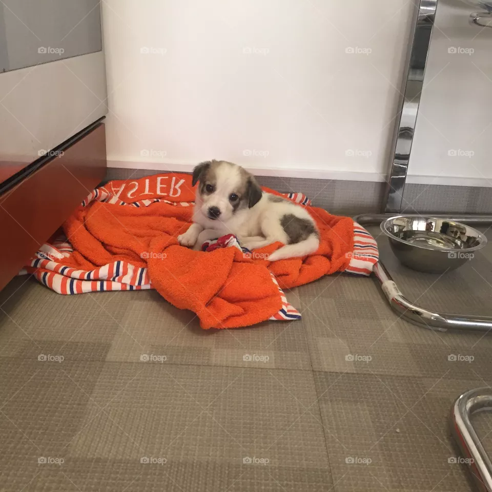 Dog, Indoors, Room, Sofa, Pet