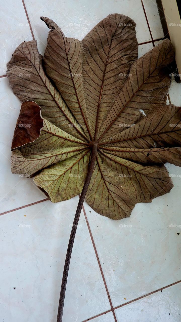 Big leaf