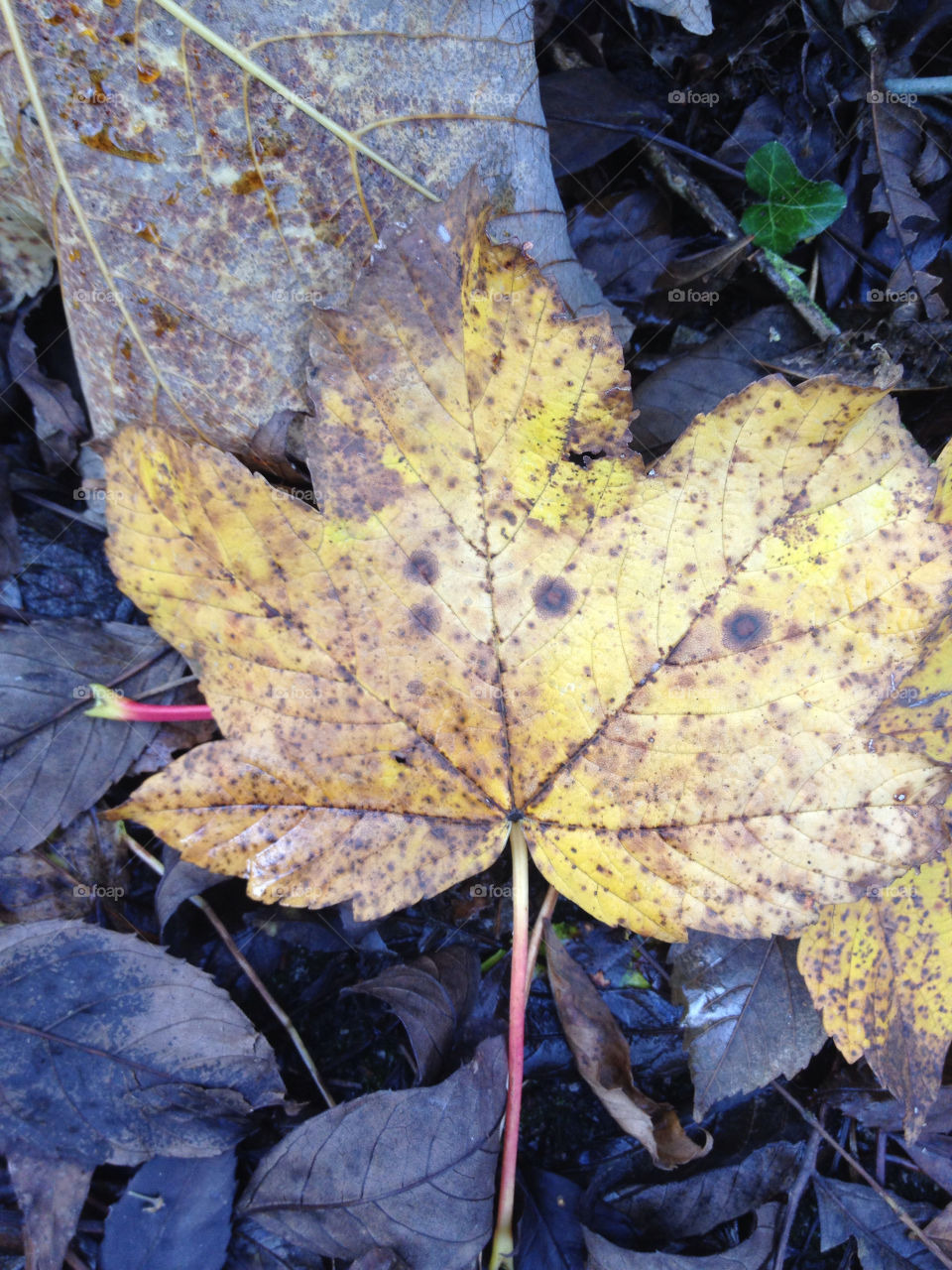 epsom leaf autumn path by ShutterBug_NikonGirl