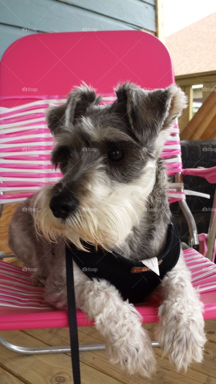schnauzer outside on chair
