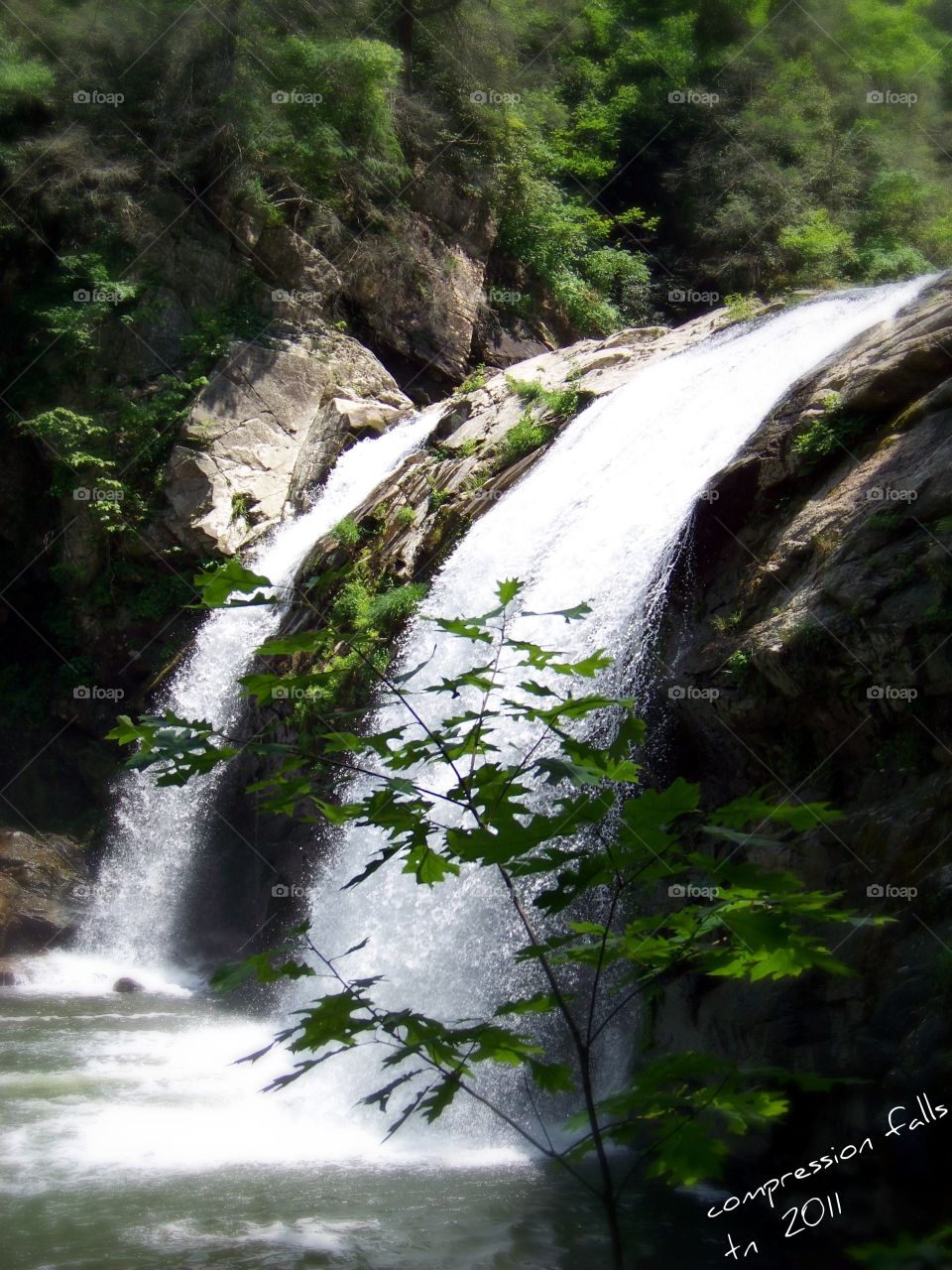North Carolina Forest