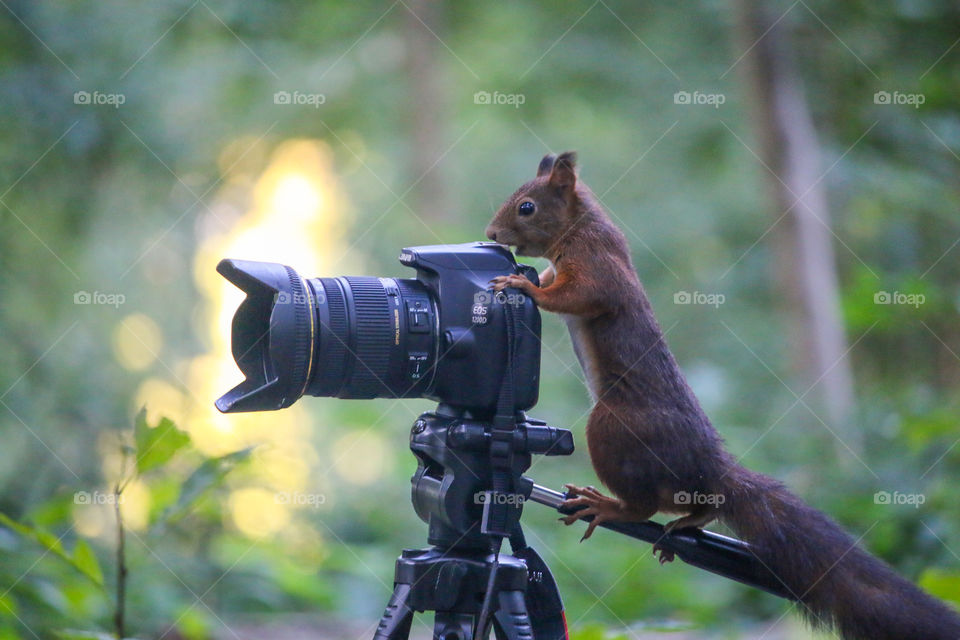 Squirrel on tripod and camera, ready to shoot!