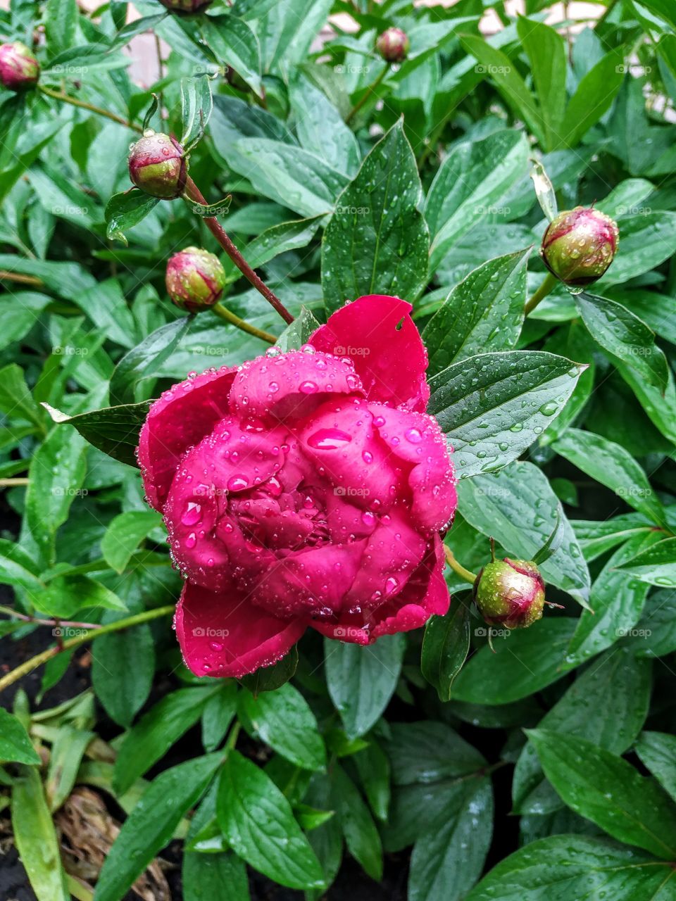 Peony after the rain