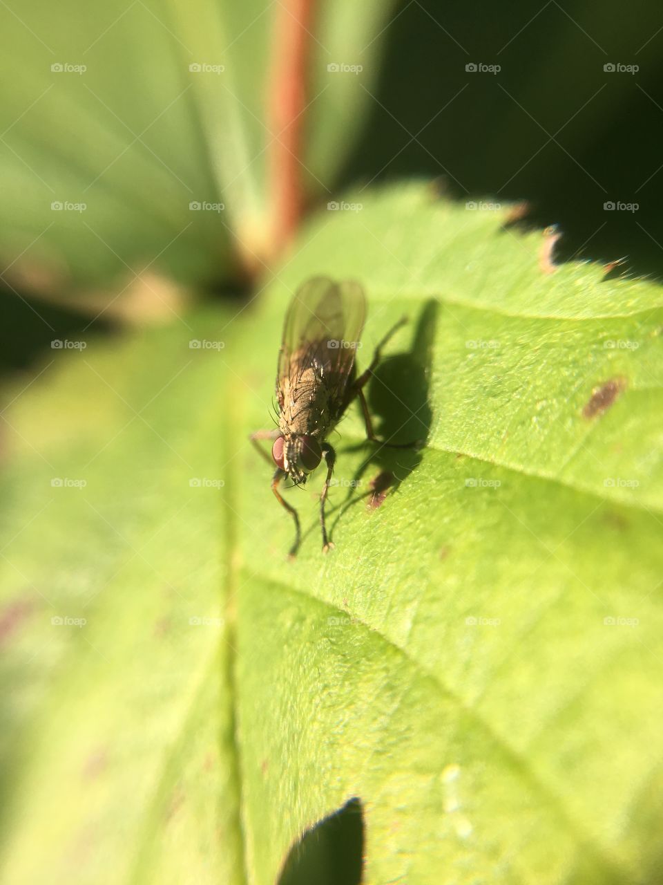 Fly on leaf