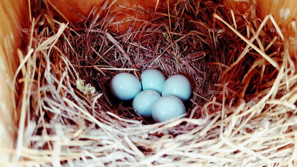 Blue Bird eggs