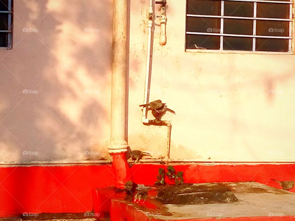 Birds are Fighting for water, survival for life.