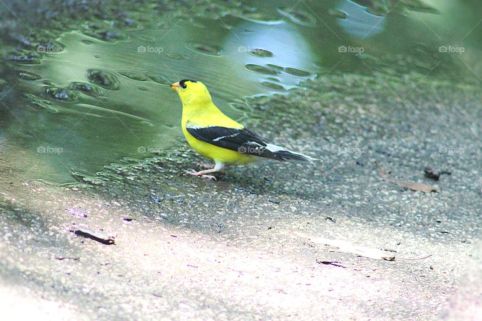 American Goldfinch