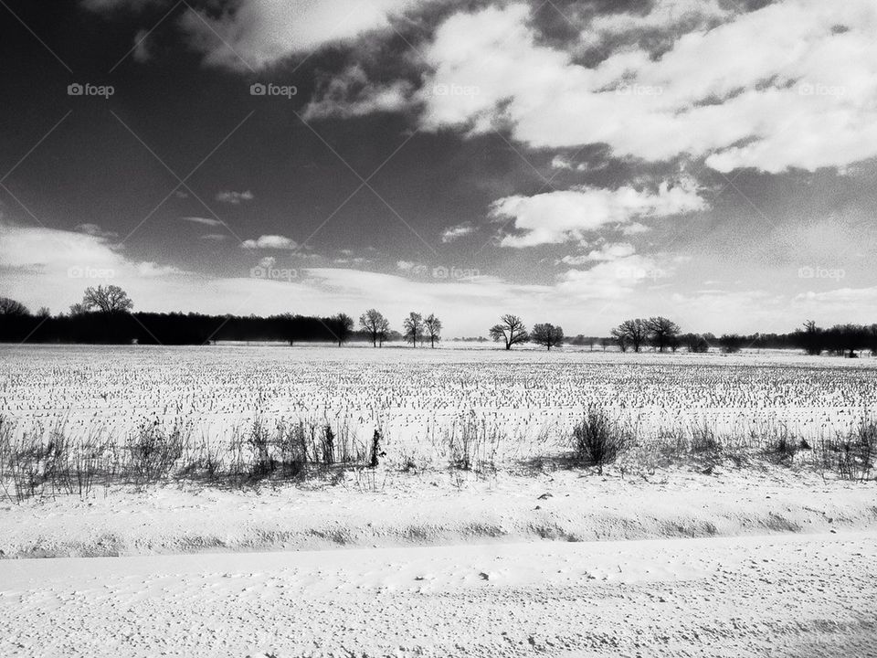 Field in winter