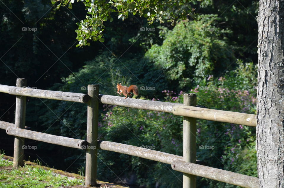 squirrel down from the tree running on a railing in a park in France to go on another tree to hide