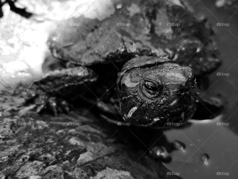 Tortugas, animales ancestrales, llenos de sabiduría, perseverancia, constancia, muy decididos y sumamente preciosos. La foto es de una tortuga de oreja roja.