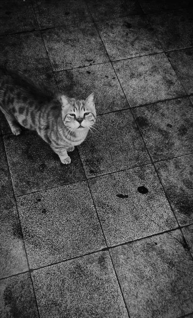 Please look to me#
One adorable cat looking up