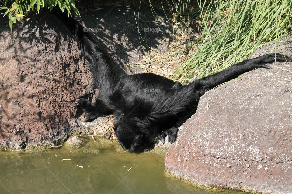 Orangutan drinking 