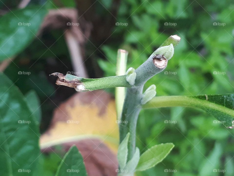 unique plant shaped like an eye