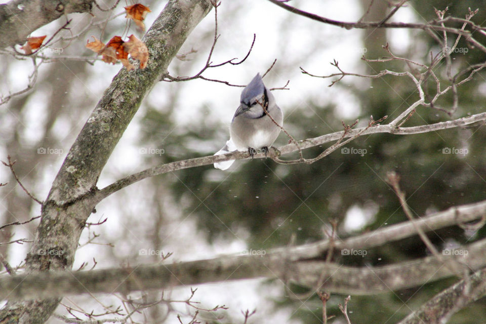 Bluejay