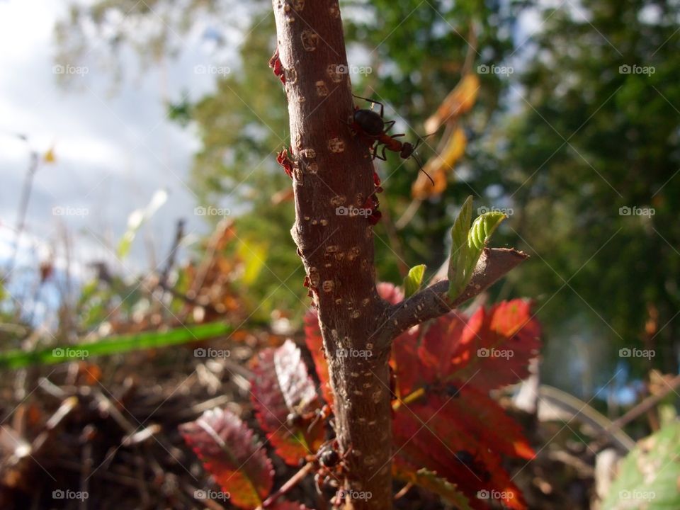 There is an ant hill close to my house. The weather has been nice so the ants have been very busy and active. I noticed that many ants makes an interesting sound.