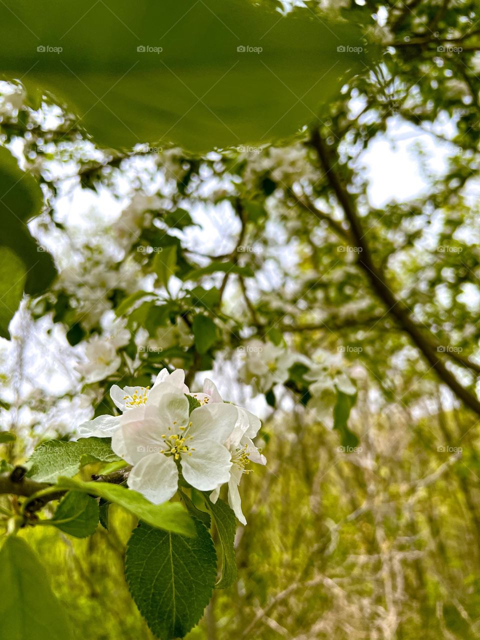 Flowers blooming on branches